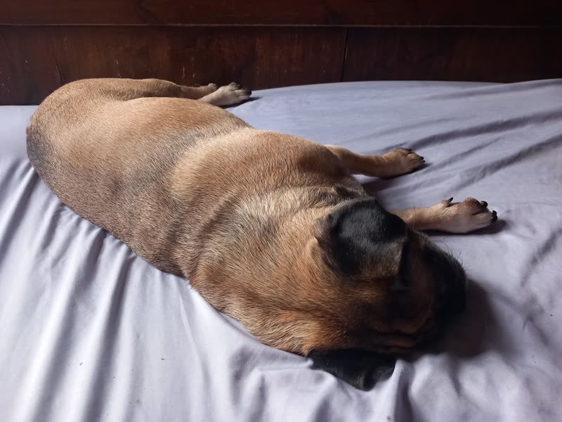 A fawn pug stretched out asleep on a bed
