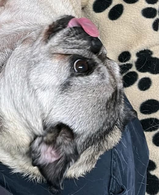 Close-up of a grey-muzzled pug resting on a paw-print blanket