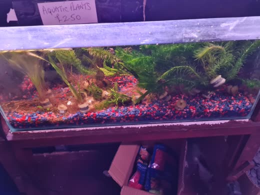 A planted tropical aquarium with coloured gravel on a shop shelf