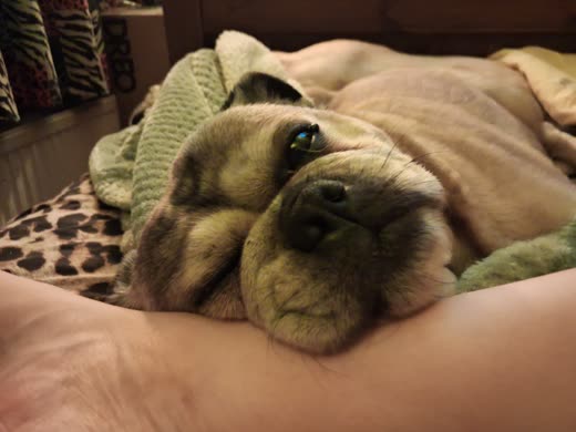 A pug curled up asleep under a knitted blanket