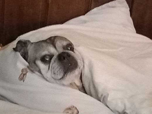 An older pug tucked up under a duvet looking at the camera